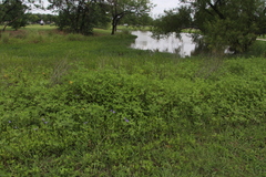 Ruellia nudiflora