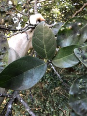 Ficus fraseri