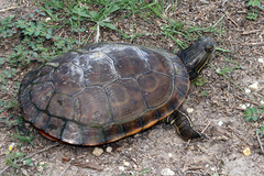 Deirochelys reticularia