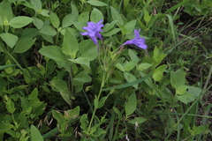 Ruellia nudiflora