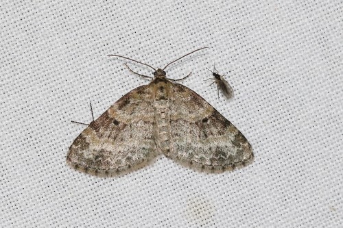 Small Seraphim, Ede, Nederland, photo 9 of 10