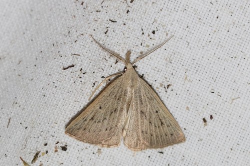 Dotted Fan-foot, Ede, Nederland, photo 8 of 10
