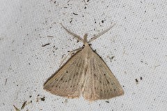 Macrochilo cribrumalis