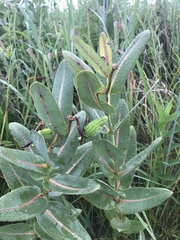 Asclepias syriaca × sullivantii