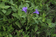 Ruellia nudiflora