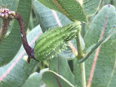 Asclepias syriaca × sullivantii