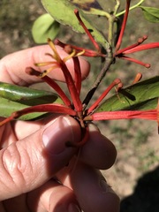 Benthamina alyxifolia