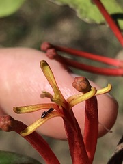 Benthamina alyxifolia