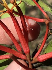 Benthamina alyxifolia