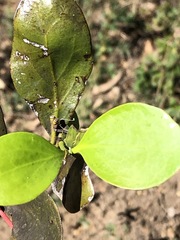 Benthamina alyxifolia