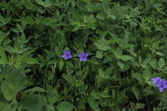 Ruellia nudiflora