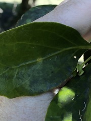 Benthamina alyxifolia