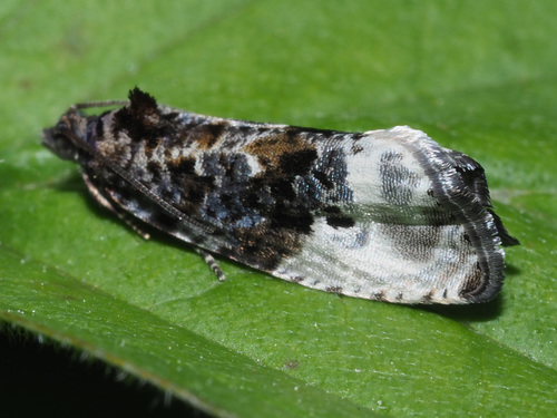 Green Budworm Moth, photo 7 of 10