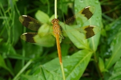 Sympetrum pedemontanum elatum