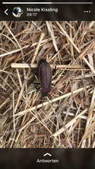 Carabus monilis