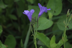 Ruellia nudiflora