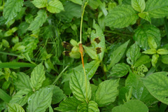 Sympetrum pedemontanum elatum