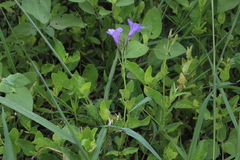 Ruellia nudiflora