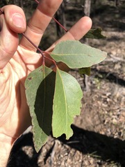 Eucalyptus fibrosa