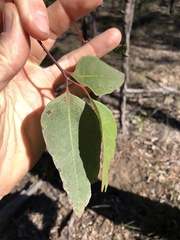 Eucalyptus fibrosa