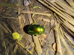 Chrysolina herbacea