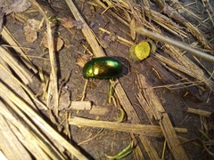 Chrysolina herbacea