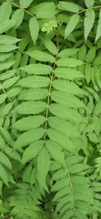 Sorbaria sorbifolia