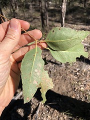 Eucalyptus fibrosa