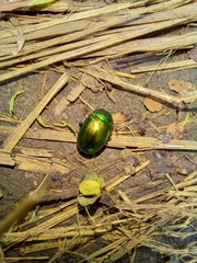 Chrysolina herbacea