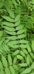 Sorbaria sorbifolia