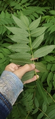 Sorbaria sorbifolia