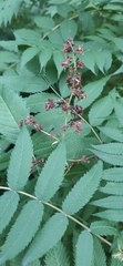 Sorbaria sorbifolia