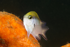 Chromis nitida