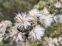 Olearia cymbifolia