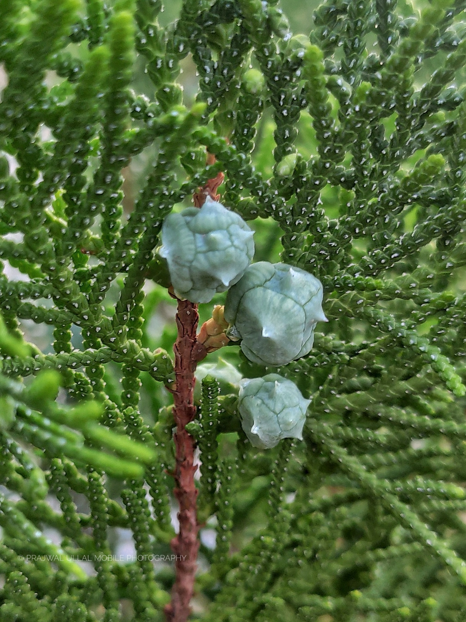 Platycladus