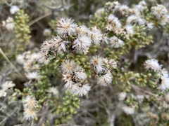 Olearia cymbifolia