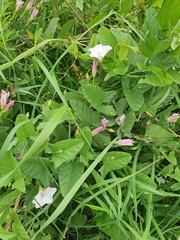 Convolvulus arvensis