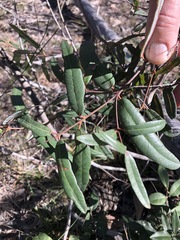 Corymbia trachyphloia