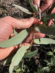 Corymbia trachyphloia