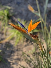 Strelitzia juncea