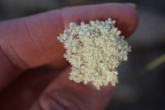 Perideridia parishii latifolia