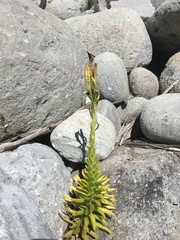 Lilium longiflorum scabrum