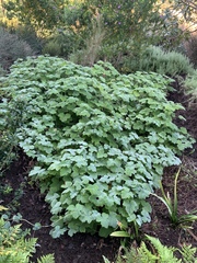 Pelargonium tomentosum