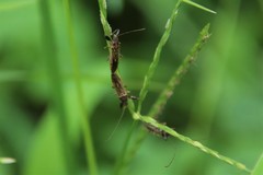 Pachygrontha antennata