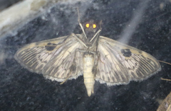 Rhimphaliodes macrostigma