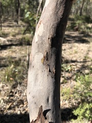 Corymbia henryi