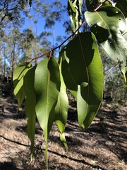 Corymbia henryi