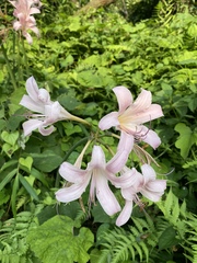 Lycoris squamigera