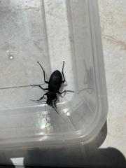 Carabus purpurascens