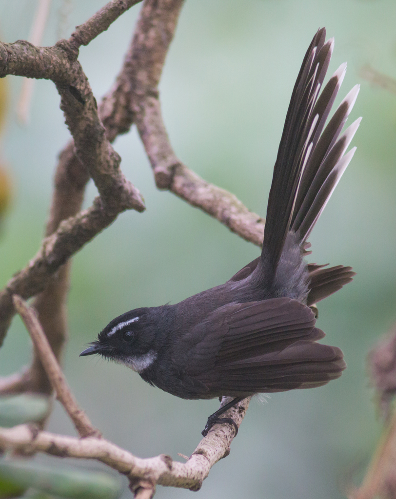White-throated Fantail photo